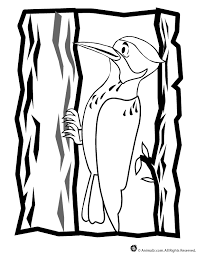 The woodpecker coloring page contains images of one of the most hardworking and useful birds on the planet. Woodpecker Coloring Page Woo Jr Kids Activities