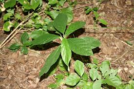 Image result for Dorstenia psilurus