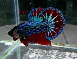 Betta Fish Feme Betta Fish Tank Betta Fish Betta