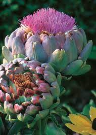 How To Grow Artichokes Vegetable Gardener Growing Artichokes Artichoke Plants