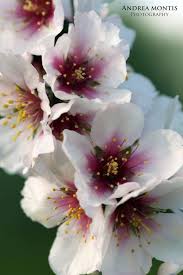 flor de almendro beautiful flowers amazing flowers flowers nature