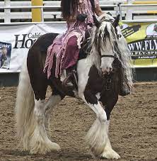 Gypsy Vanner Or Irish Cob Colors Height And Prices