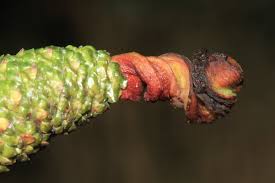 Image result for Tinnea galpinii