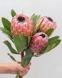 Pin On Floral