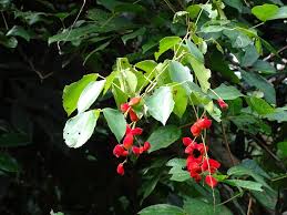 Image result for Agelaea pentagyna