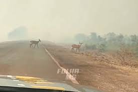 Vídeo mostra animais cruzando BR-262 para fugir de incêndios no Pantanal |  Folha MS