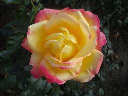 Check out our orient express rose selection for the very best in unique or custom, handmade pieces from our shops. Pullman Orient Express Lens Roses