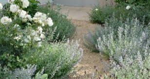 Grauer Gruner Und Weisser Garten Lavendel Eisbergrosen Und Katzenminze Frontgarde White Gardens Lavender Garden Garden