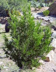 Image result for Dodonaea viscosa