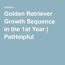 Golden Retriever Growth Sequence In The 1st Year Dogs