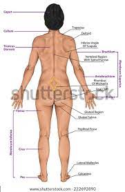 Muscle diagram of shoulder human shoulder muscle diagram upper back muscle diagram anatomy. Diagram Of Female Back Fusebox And Wiring Diagram Wires Keman Wires Keman Paoloemartina It
