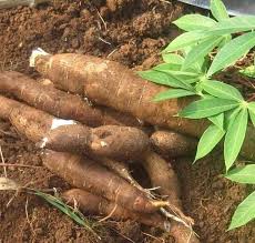 Image result for Manihot esculenta