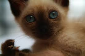 My male neutered cat has extremely dangerous sexual aggression. Behaviors Of Female Siamese Kittens Tripsandthecity