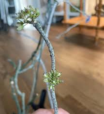 Image result for Cynanchum viminale