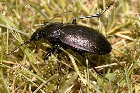 Zusammen mit seinem nachbarn stefan diehr. So Uberwintern Insekten Im Garten Nabu