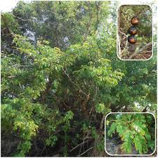 Image result for Cathormion