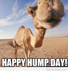 #reaction #reactions #wednesday #bella thorne #reaction gif. Hilarious Hump Day Quotes Quotesgram