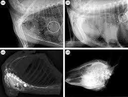 X Rays Radiographs Of Four Animals Shot With Expanding Lead Based Download Scientific Diagram