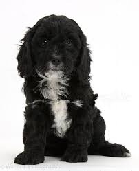 Black And White Cocker Spaniel Poodle Mix Cavapoo Black And White Google Search Cavapoo Puppies Cavapoo Cavapoo Dogs