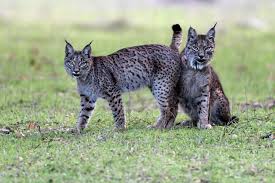 We've got the tracks and your fragrance game covered. Dehesa Forest Of The Iberian Lynx Terra Mater Factual Studios