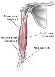 We think this is the most useful anatomy picture that you need. Biceps Tendon Tear At The Elbow Orthoinfo Aaos