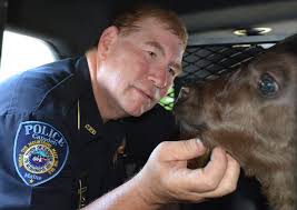 Wandering cow calves in Camden woods, helped home by police after long  night