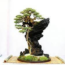 Sudah sampai mana perkembangan bonsai sahabat selamat sore para sahabat inspirasi bonsai. Bonsai Pak Henz Copas Dari Room Sebelah Buat Inspirasi Facebook