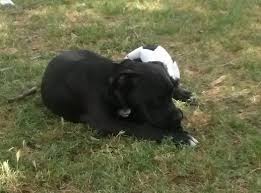 Abel Russo (@abelrusso)