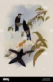 Image result for Vaccinium stanleyi