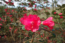 Image result for Rourea thomsonii