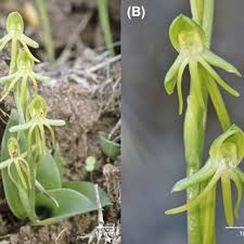 Image result for Diaphananthe lebelii
