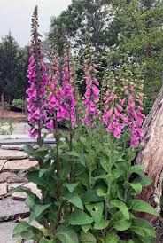 Image result for Digitalis purpurea