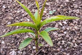 Buy fruit tree seeds online. Growing Your Own Fruit Trees From Seed Grow Great Fruit