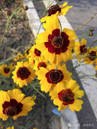 植物与十二生肖：植物里的“蛇”！ - 关注森林