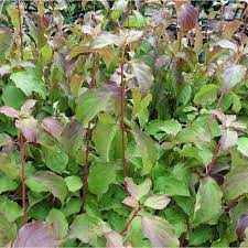 Cornus sanguinea 'midwinter fire'flowering dogwood. Cornus Sanguinea Midwinter Fire Dogwood Shrubs For Sale