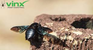 They'll often do this by starting at the end of a plank. How To Get Rid Of Carpenter Bees Carpenter Bee Vs Bumble Bee Diy