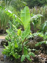 Image result for Musa paradisiaca