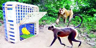 We did not find results for: Controlling Monkey Menace