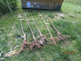Rhubarb has proven difficult for me with the weather extremes we've had these last several years. Stark Bro S Sale In Case You Wondered General Fruit Growing Growing Fruit