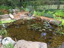 This should easily hold the recommended one thousand gallon water volume and give the koi plenty of room to move around. How Much Does A Dallas Koi Pond Typically Cost Fnc Ponds