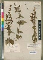 Image result for Ocimum lamiifolium