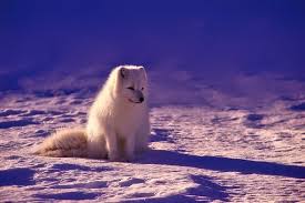 Winterbilder tiere als hintergrundbild : 100 000 Kostenlose Susse Schone Tierbilder Pixabay