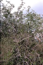 Image result for Commiphora mossambicensis
