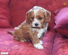 The cheapest offer starts at £8. 67 Puppy Poodle Mixes Ideas Poodle Mix Puppies Cute Dogs