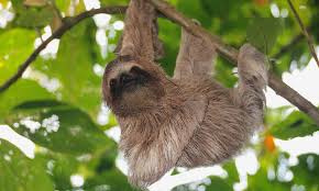 Months ago there is not any active and valid codes for roblox adopt me. Why Are Sloths Slow And Six Other Sloth Facts Stories Wwf