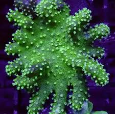 Green Devils Hand Leather | Fast Delivery Abyss Aquatics UK