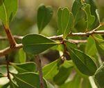 Image result for Gymnosporia maranguensis