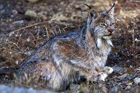International Cat Day Cat Day Cats