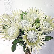 Pin On Flowers