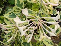 This plant is protected by eu pbr. Lonicera X Italica Harlequin Lonicera Periclymenum Harlequin Harlequin Honeysuckle Harlequin Variegated Honeysuckle Plant Lust